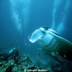one of the mantas schooling at a cleaning station by Georges Boudron 
